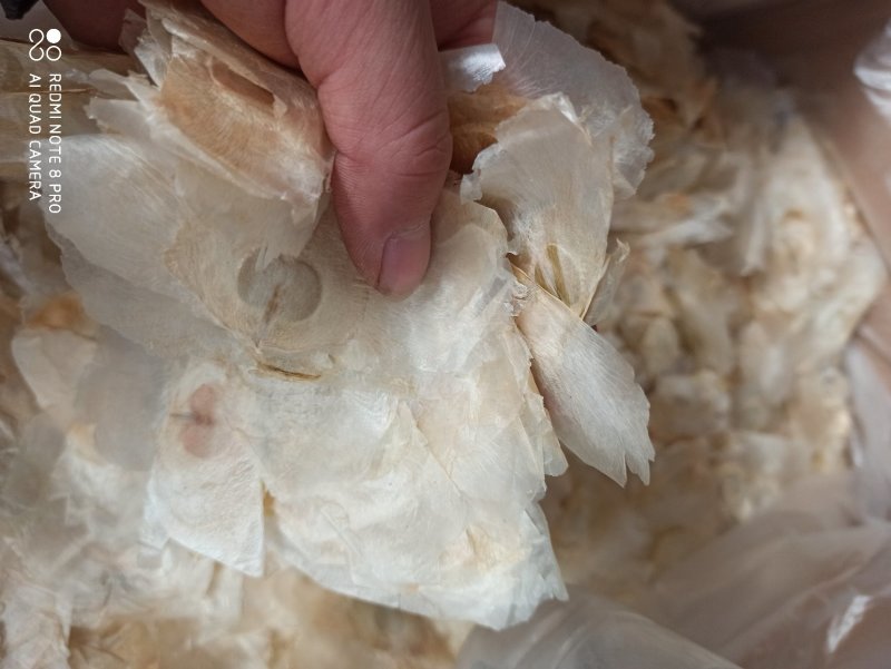 木蝴蝶千纸肉玉蝴蝶白千层中药专营