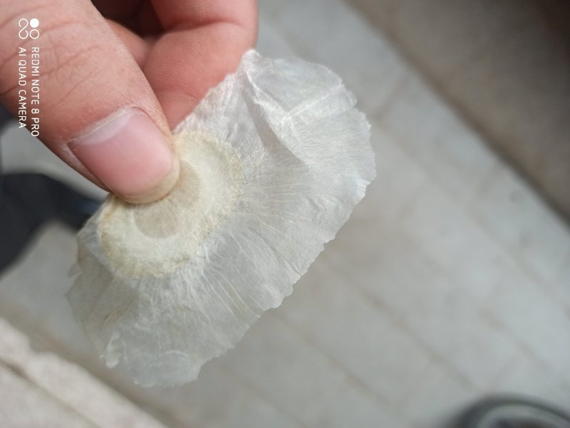 木蝴蝶千纸肉玉蝴蝶白千层中药专营