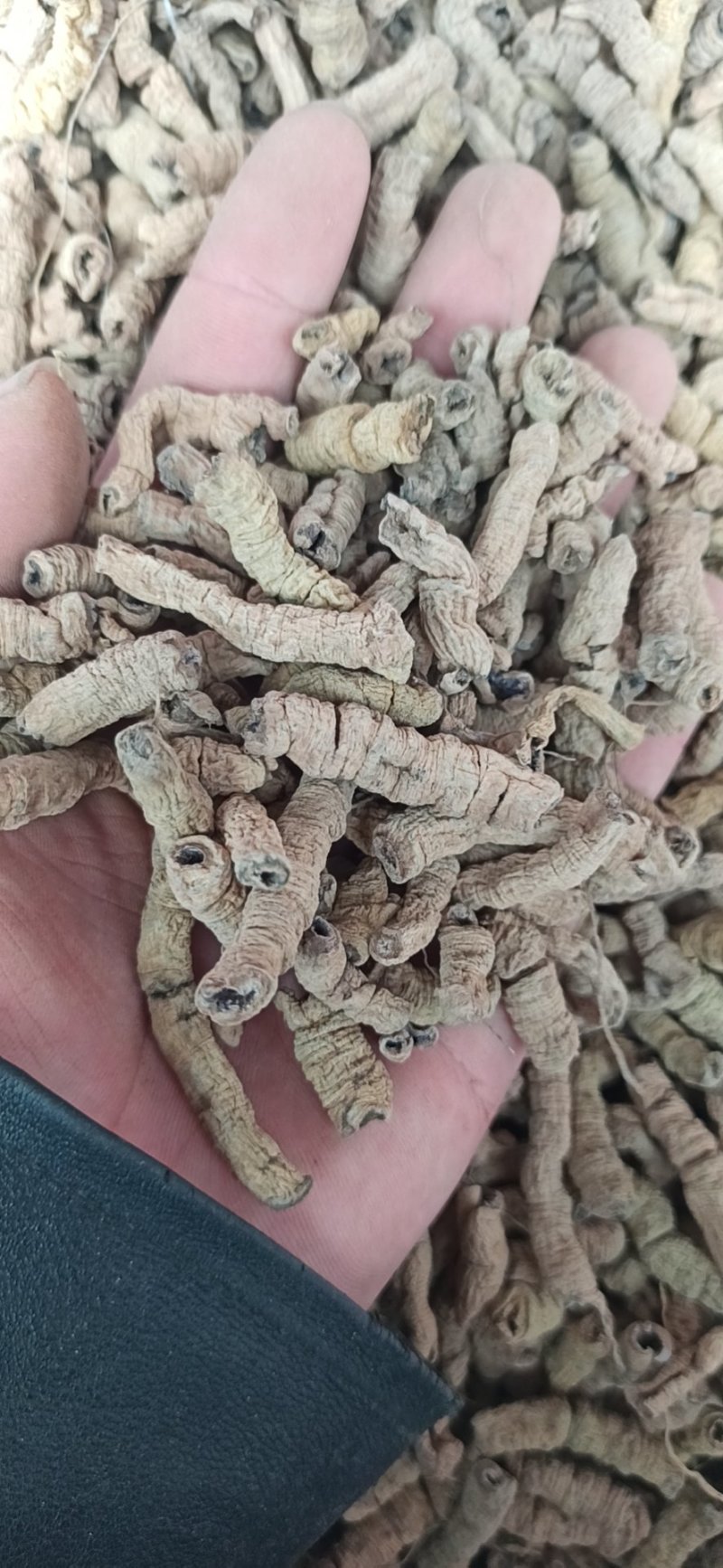 巴戟天抽芯各种规格货批发中药品质保证