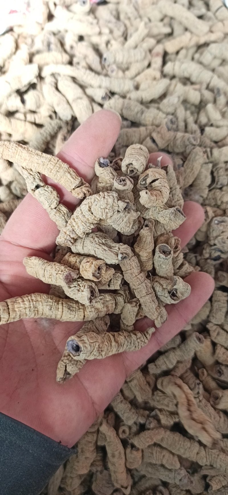 巴戟天抽芯各种规格货批发中药品质保证