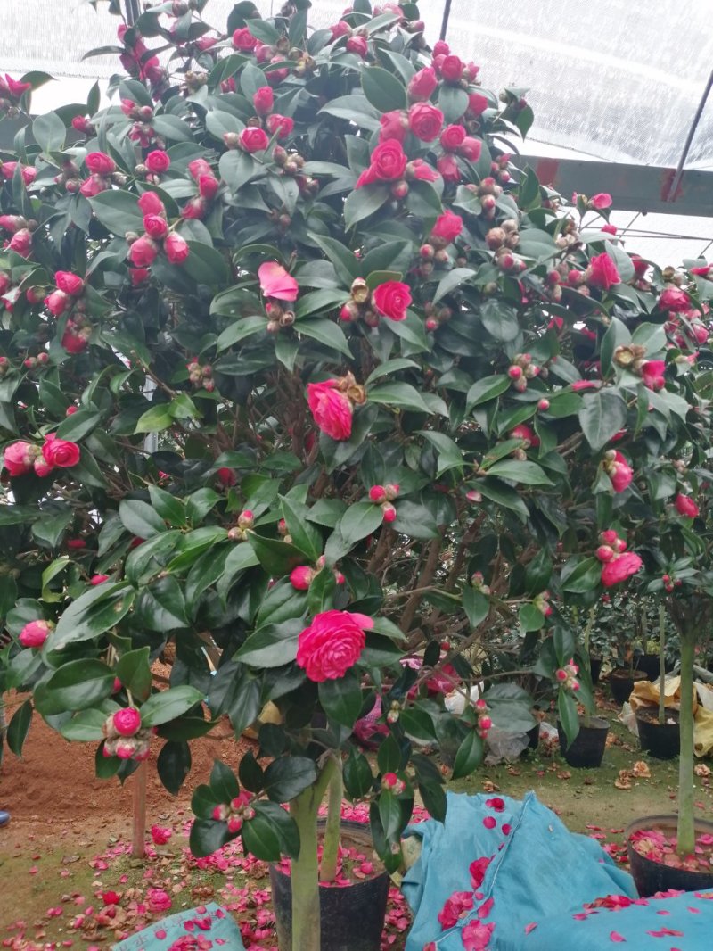 茶花七仙女自产自销大量有货