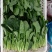 菠菜