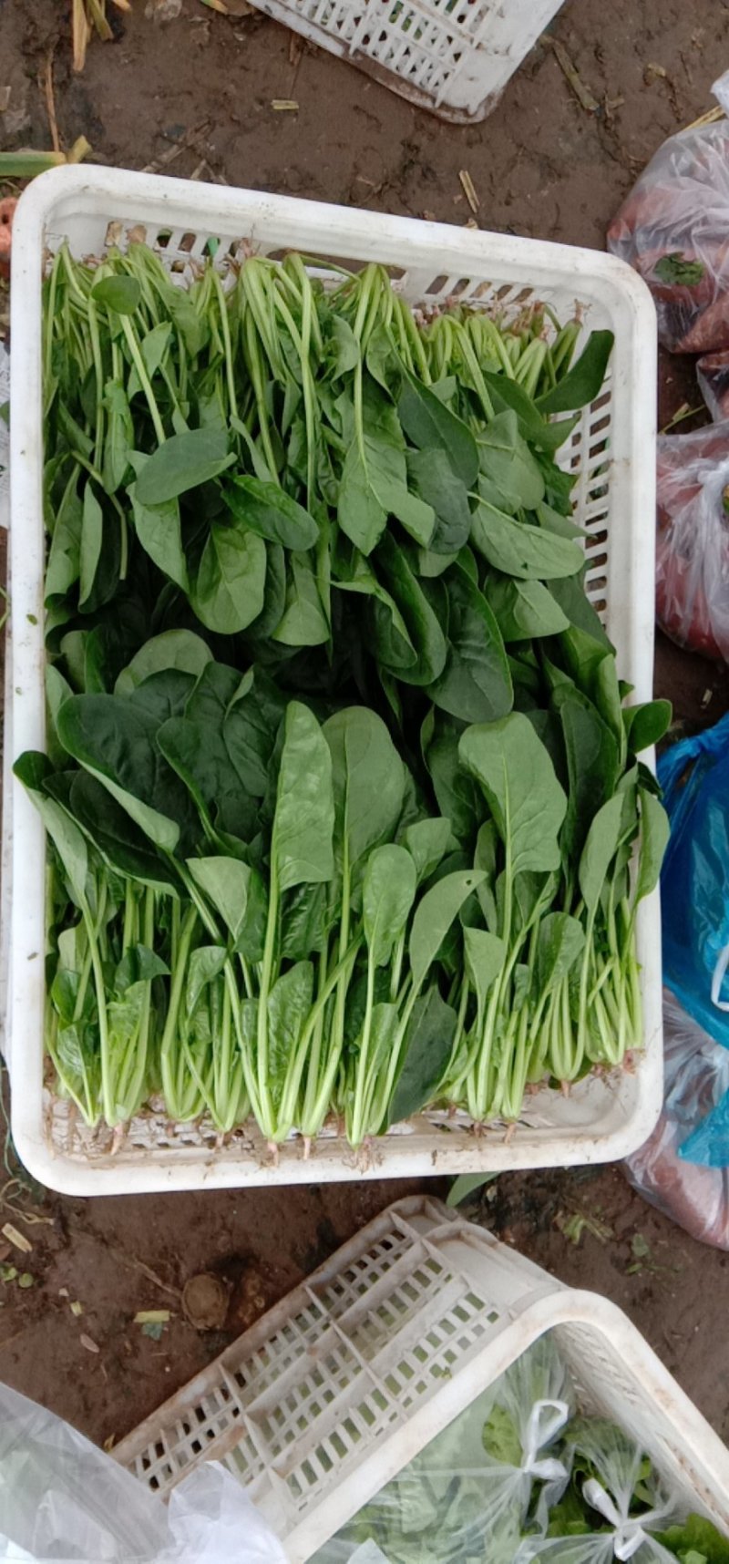 菠菜