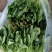 菠菜