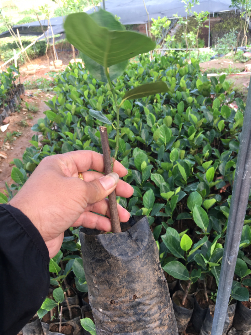 【有优惠】菠萝蜜苗泰国红肉菠萝蜜苗包邮