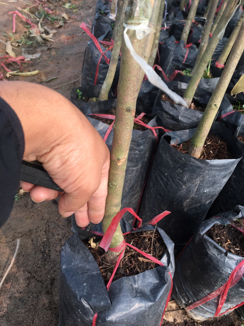 榴莲苗金枕榴莲莲2年嫁接苗南方可种植家庭种植基地种植