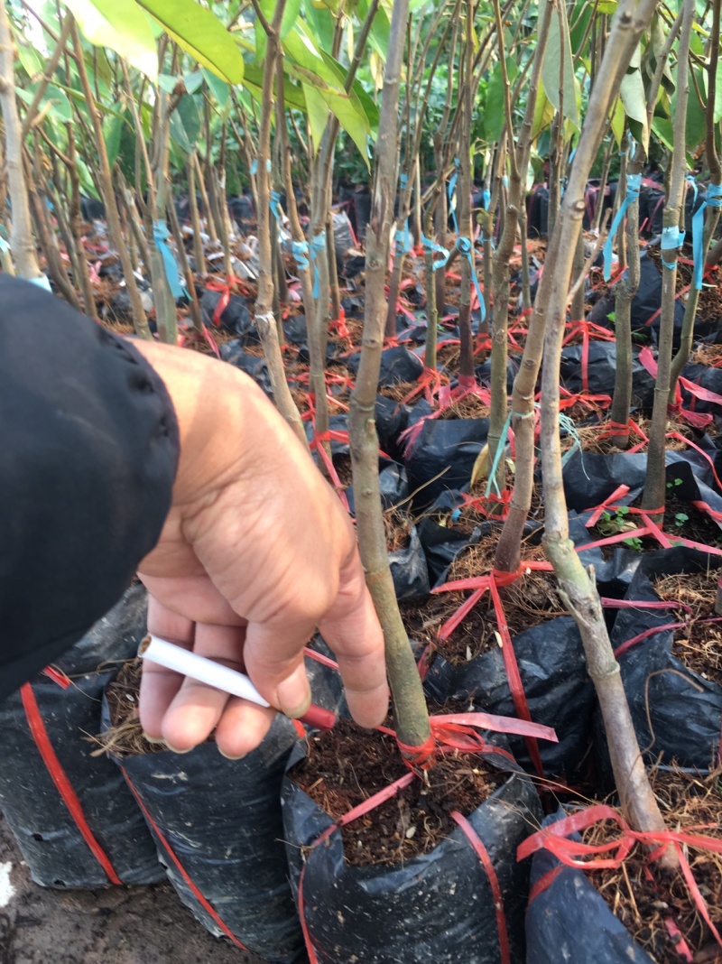 榴莲苗金枕榴莲莲2年嫁接苗南方可种植家庭种植基地种植