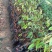 榴莲苗金枕榴莲莲2年嫁接苗南方可种植家庭种植基地种植