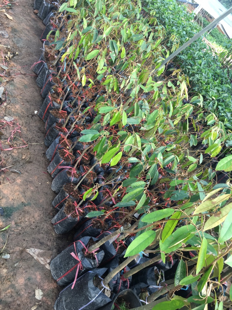 榴莲苗金枕榴莲莲2年嫁接苗南方可种植家庭种植基地种植
