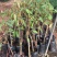 榴莲苗金枕榴莲莲2年嫁接苗南方可种植家庭种植基地种植