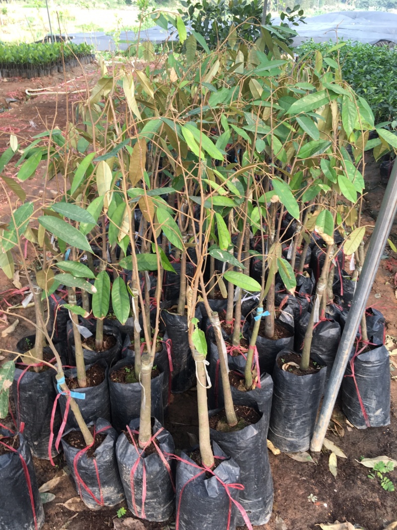 榴莲苗金枕榴莲莲2年嫁接苗南方可种植家庭种植基地种植
