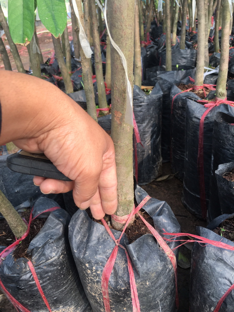 榴莲苗金枕榴莲莲2年嫁接苗南方可种植家庭种植基地种植