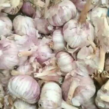 金乡大蒜好皮好底:欢迎客商前来洽谈