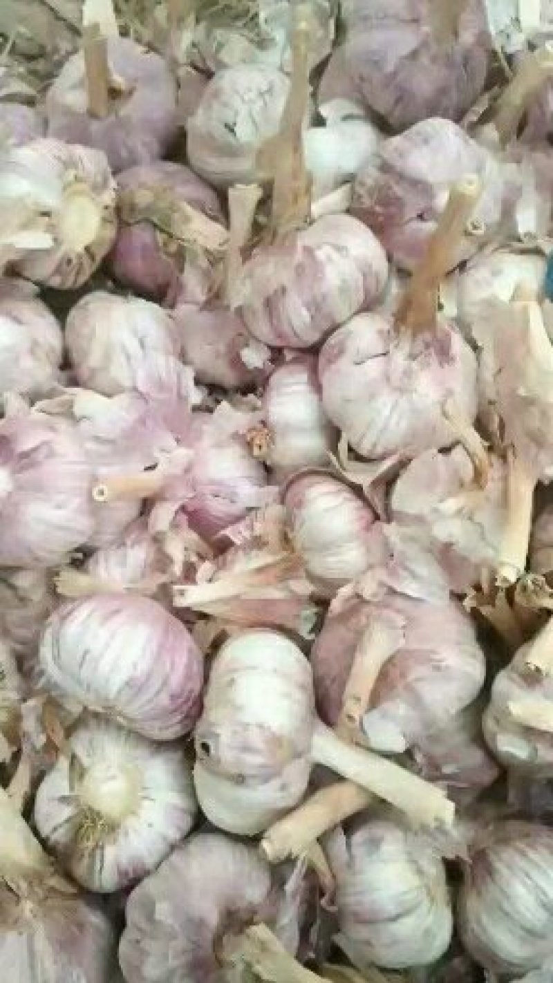 金乡大蒜好皮好底:欢迎客商前来洽谈