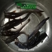 革胡子鲶鱼苗大规格苗