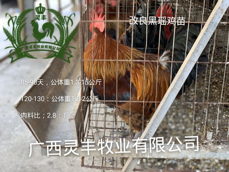 《青脚麻土鸡苗，改良瑶鸡苗》包打疫苗，包活到手，灵丰公司