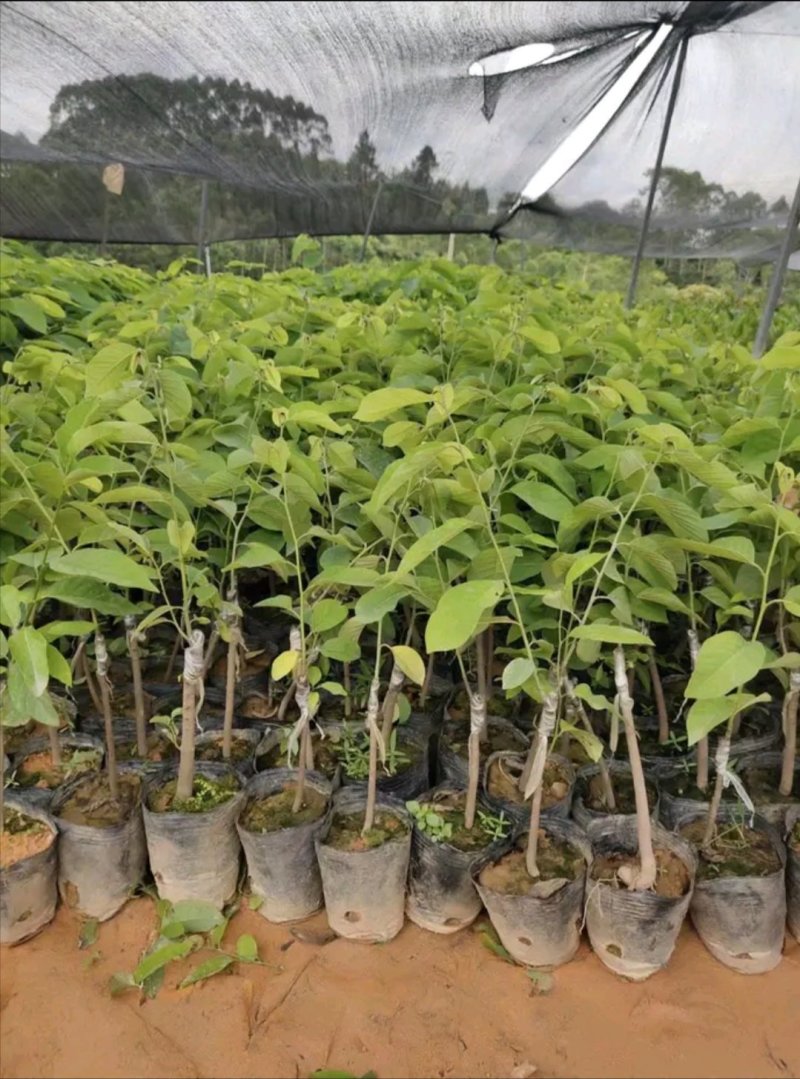 台湾凤梨释迦果苗，美植袋大苗