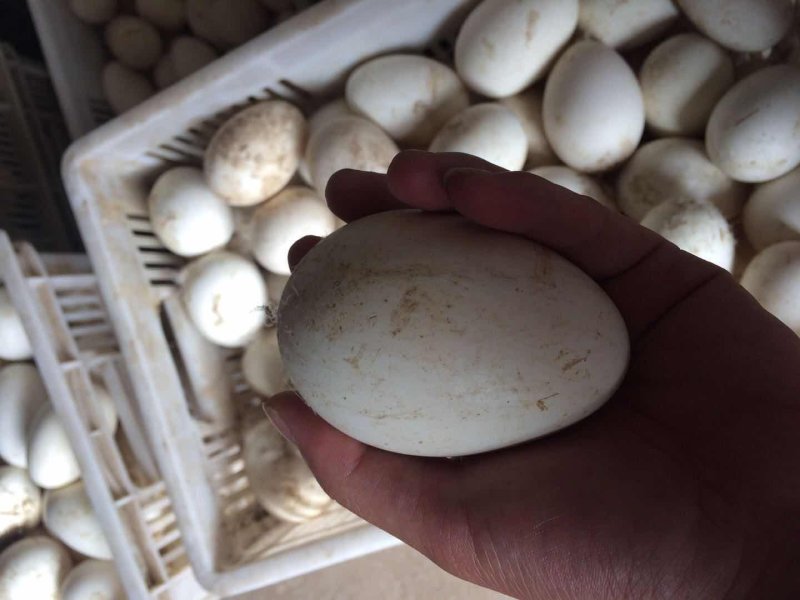 鹅苗大种鹅苗大种三花量大优惠出壳打好疫苗