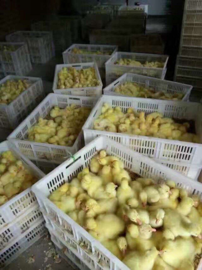 鹅苗大种鹅苗大种三花量大优惠出壳打好疫苗