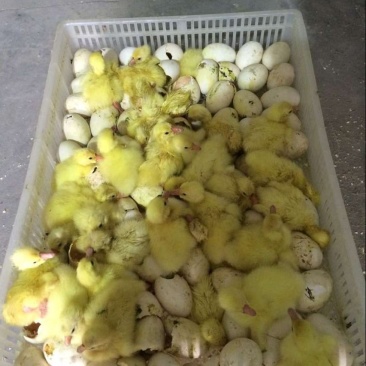 鹅苗大种鹅苗大种三花量大优惠出壳打好疫苗