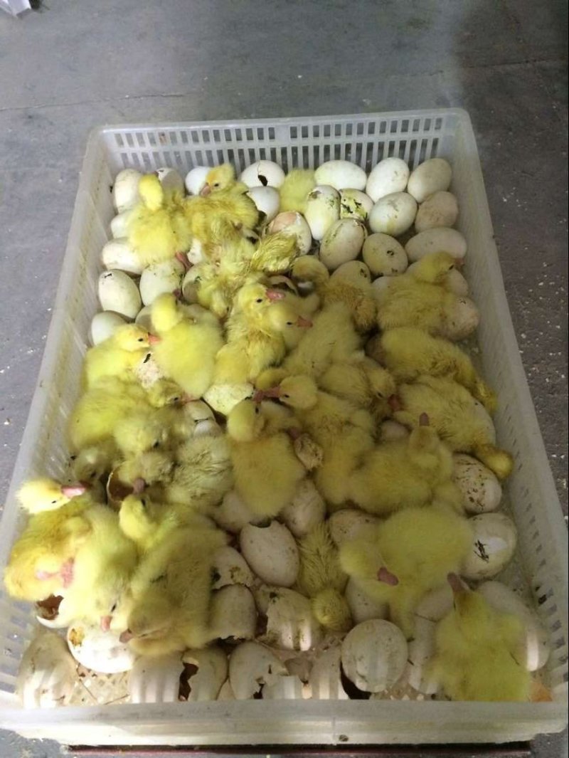 鹅苗大种鹅苗大种三花量大优惠出壳打好疫苗