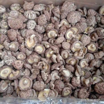 干香菇椴木菇秦岭小香菇