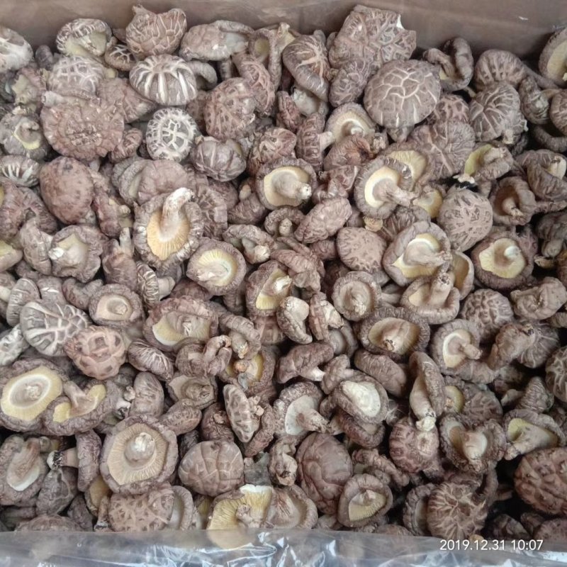 干香菇椴木菇秦岭小香菇