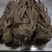 正宗岷县当归条(特大)500克/自家产品/价格便宜