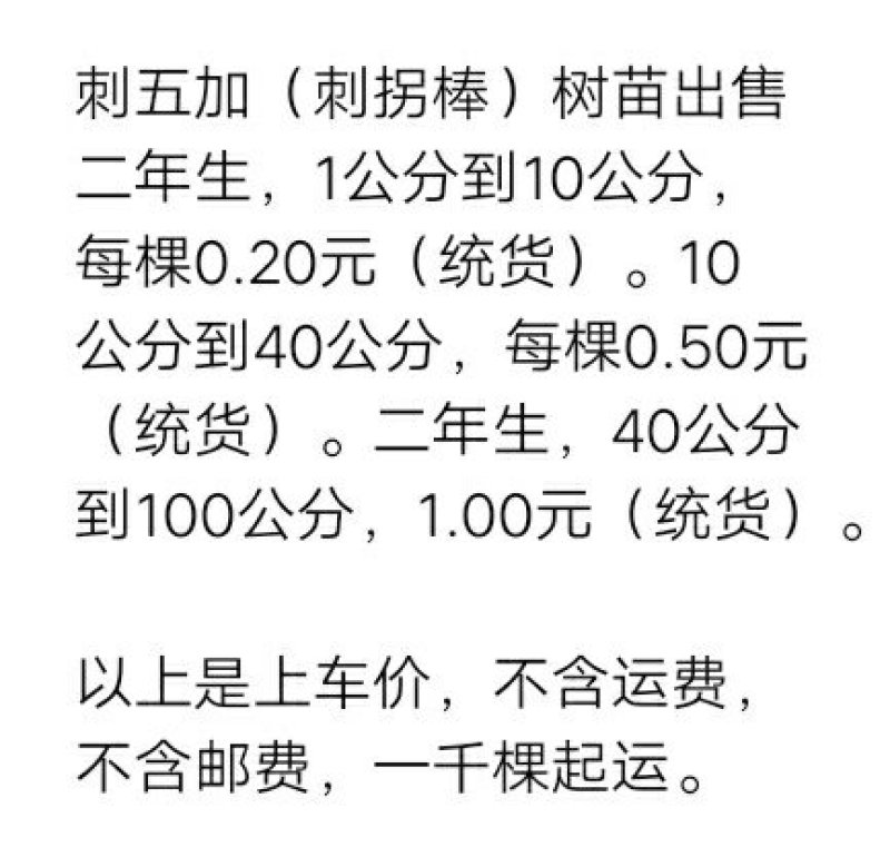 刺五加（刺拐棒、短梗五加）树苗