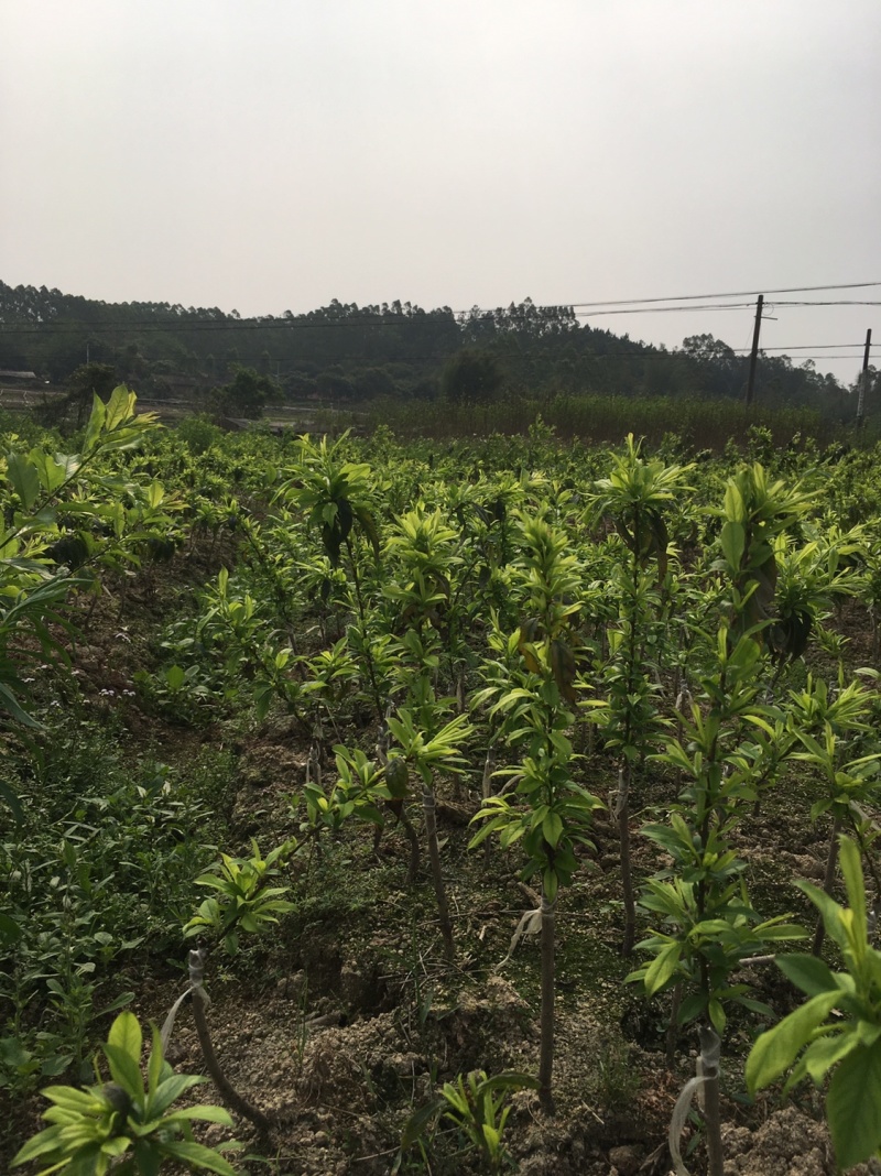 三华李树苗迟熟五月三华李子种苗纯度100%
