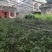 山豆根苗