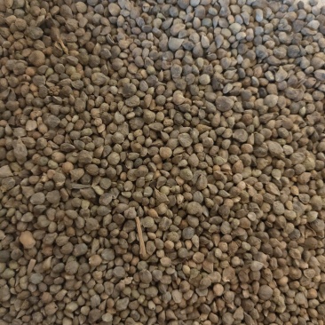 菠菜子药用子货好量大不保发芽率不满意保退换
