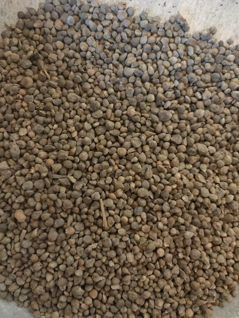 菠菜子药用子货好量大不保发芽率不满意保退换