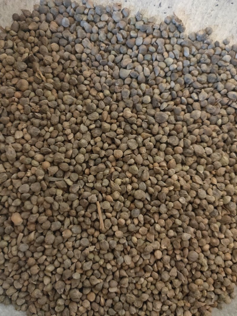 菠菜子药用子货好量大不保发芽率不满意保退换