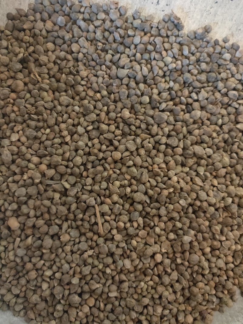 菠菜子药用子货好量大不保发芽率不满意保退换