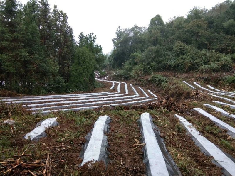 新增莓茶基地