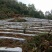 新增莓茶基地