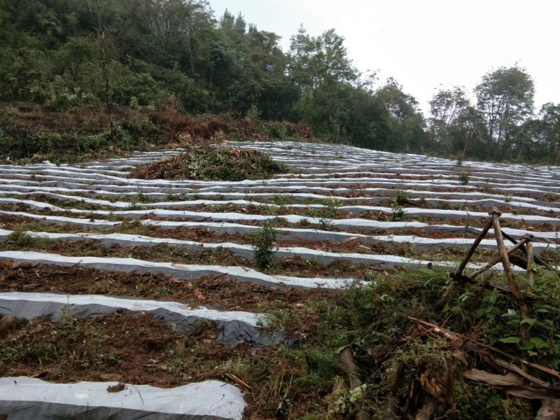 新增莓茶基地