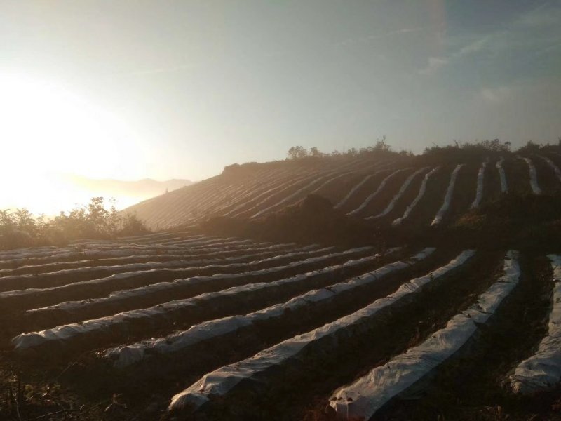 新增莓茶基地