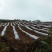 新增莓茶基地