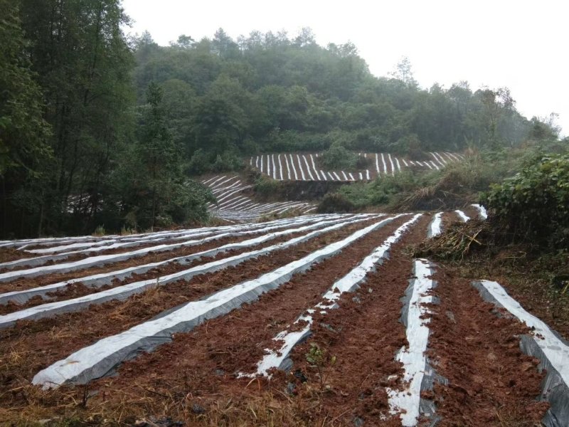 新增莓茶基地