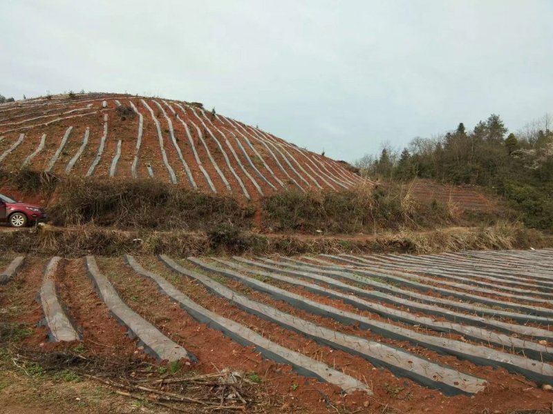 新增莓茶基地
