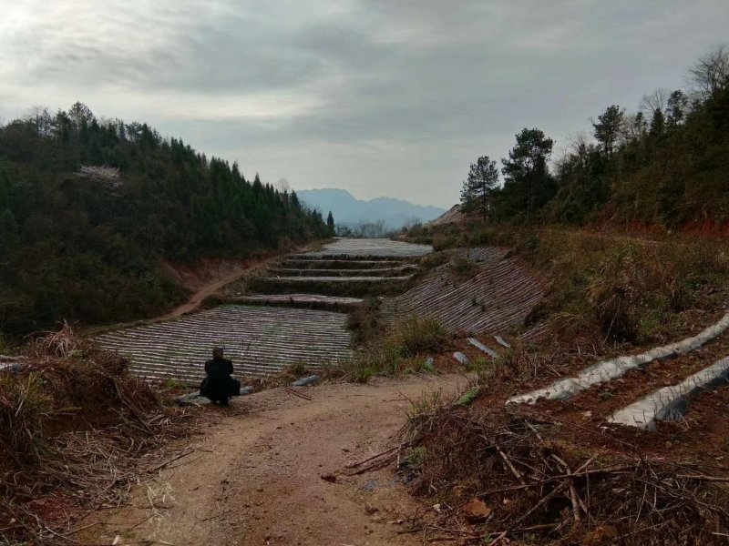 新增莓茶基地