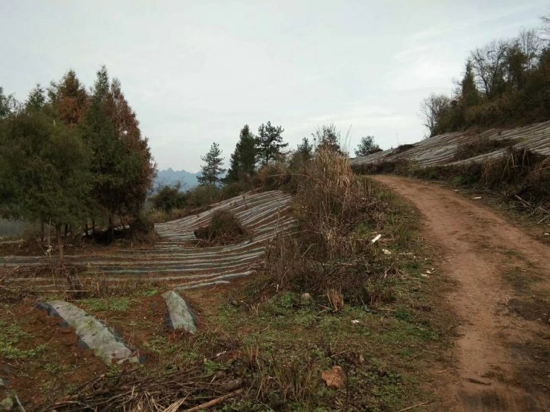 新增莓茶基地