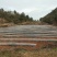 新增莓茶基地