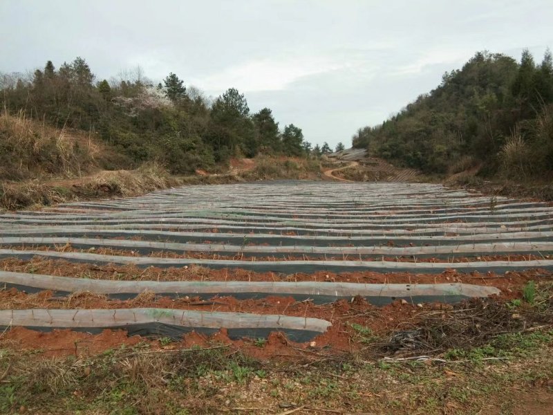 新增莓茶基地