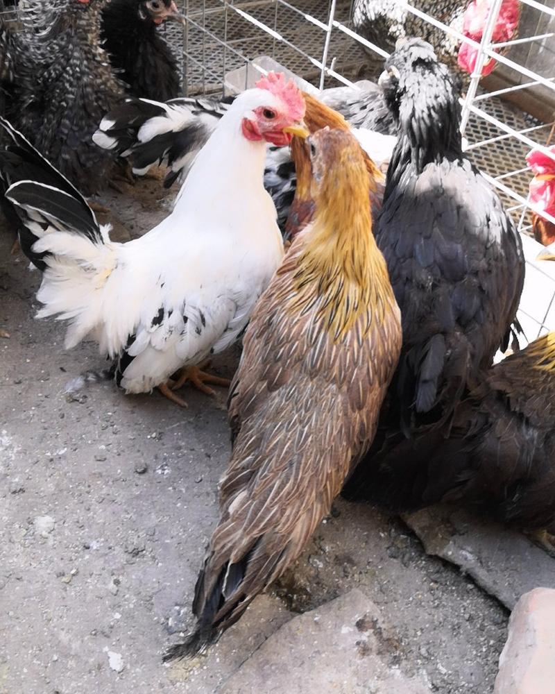 观赏鸡养殖场元宝鸡元宝鸡价格