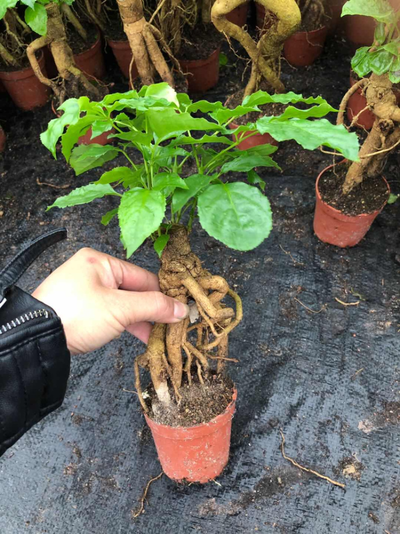 提根绿宝幸福树提根绿宝自家大棚种植批发一手货源