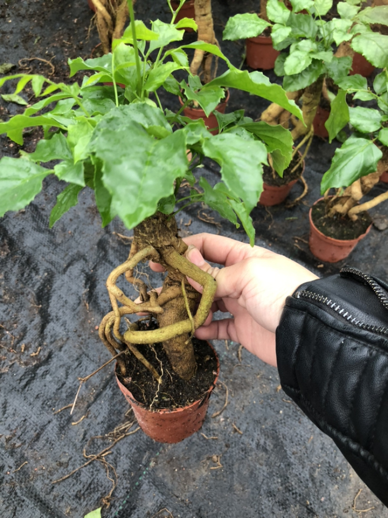 提根绿宝幸福树提根绿宝自家大棚种植批发一手货源