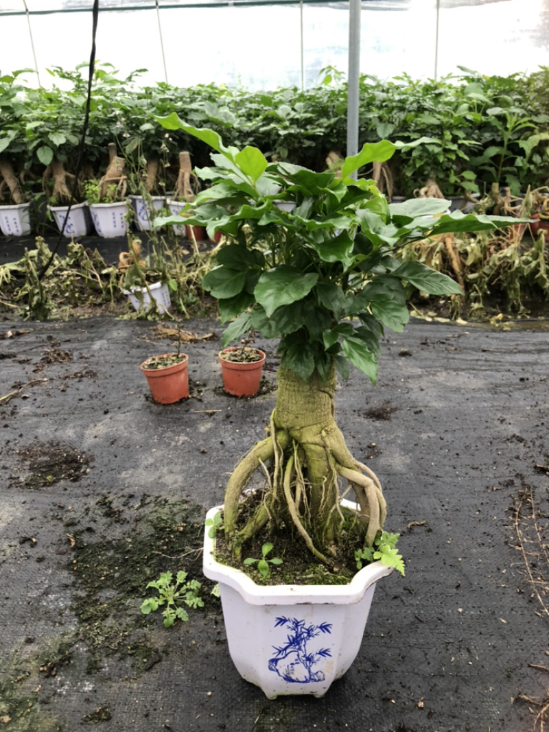 提根绿宝幸福树提根绿宝自家大棚种植批发一手货源